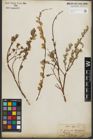 Foto von Salix repens L.